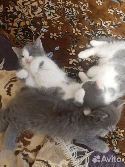 Котята в добрые руки