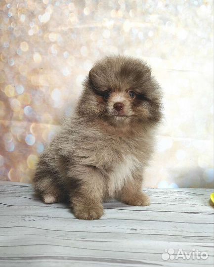 Померанский шпиц мини в любимчики