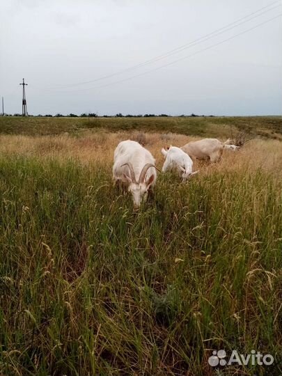 Коза дойная