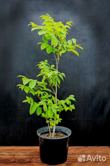 Саженцы ели, сосны, дуба, каштана, ореха, туи, бук