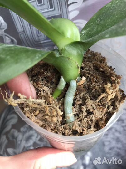 Орхидея P. Mituo Reflex King ‘ Mituo’