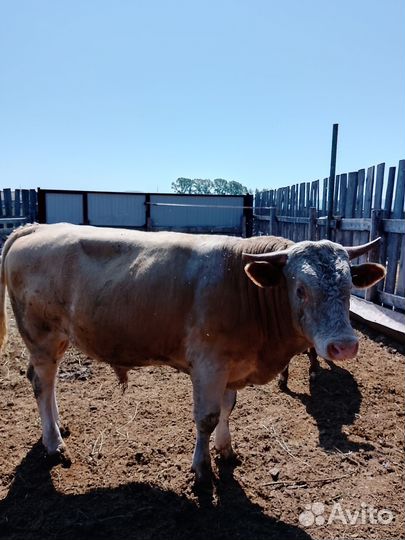 Продам племенного быка (симментал) возраст 2 года