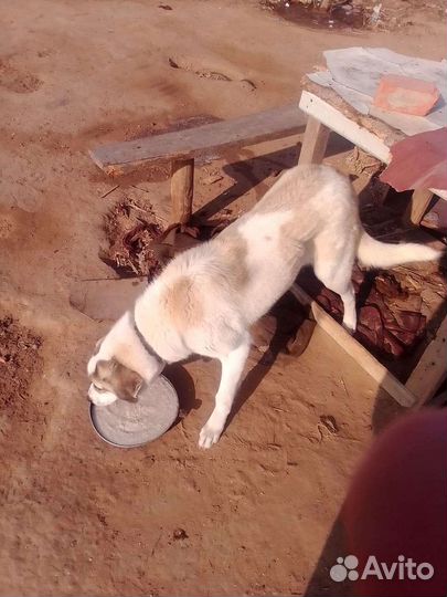 Собаки бесплатно в добрые руки