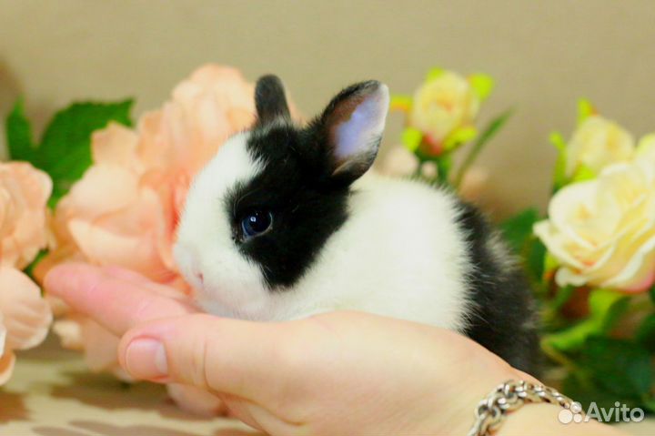 Декоративные карликовые кролики породы Хотот