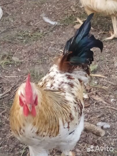 Куры и петухи