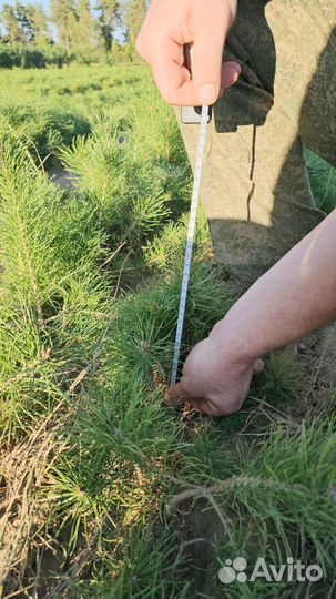 Саженцы сосны обыкновенной окс оптом