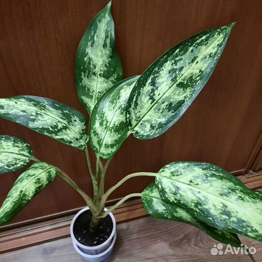 Аглаонема Тройба