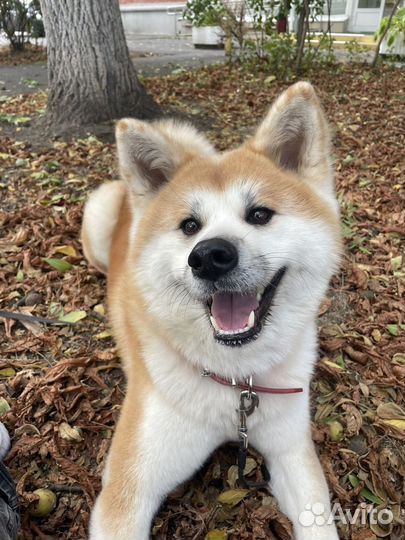 Выгульщик собак