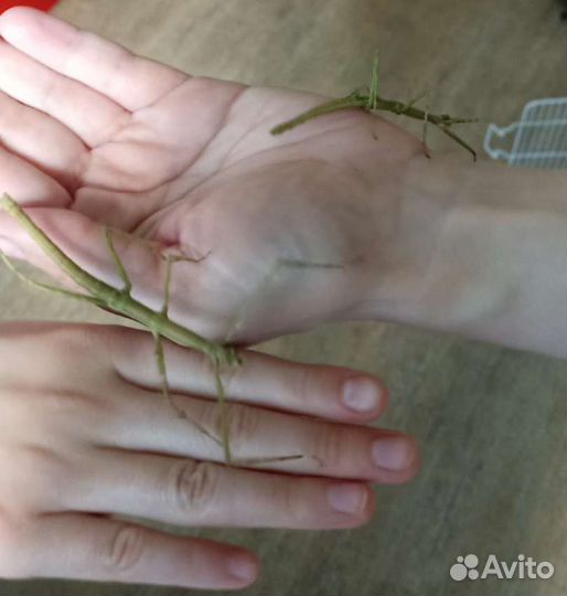 Малыши улиткок ахатин и палочников