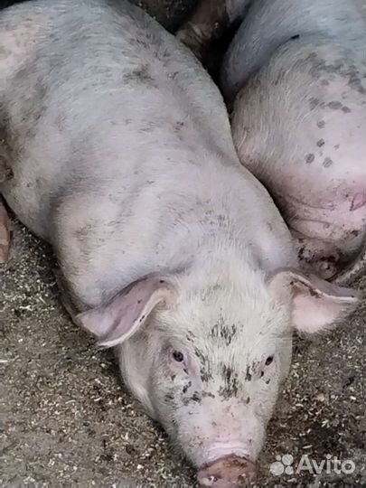 Поросята, возможен обмен на (Корм)