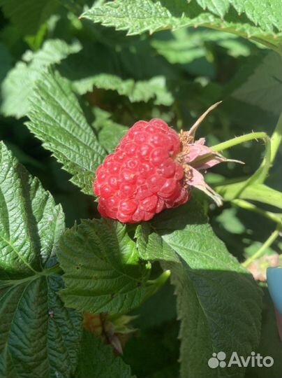 Саженцы малины