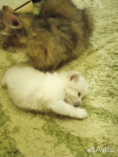 Кошка в дар