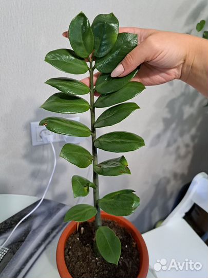 Фикусы, замиокулькас