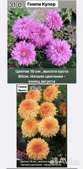 Черенки хризантемы корейской
