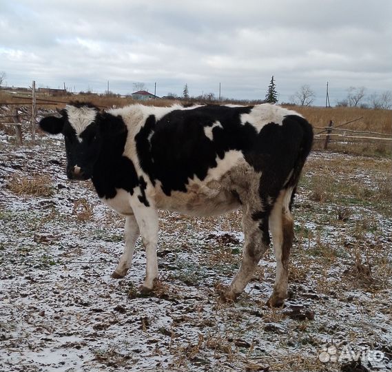 2 нетели,2 коровы