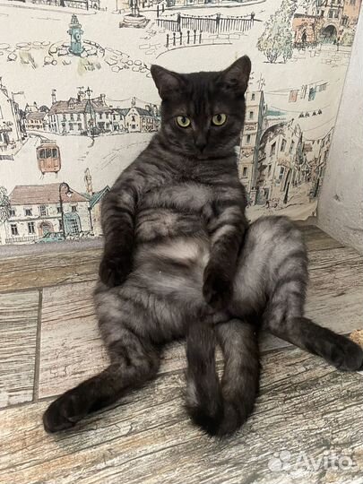 Котик