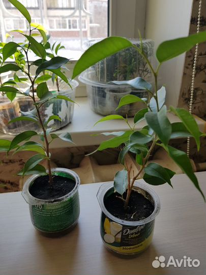 Фикус Бенджамина 