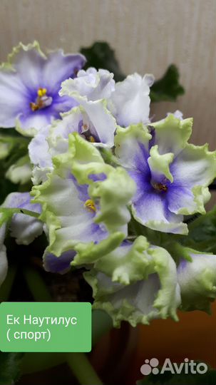 Фиалки сортовые