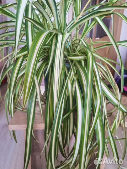 Хлорофитум