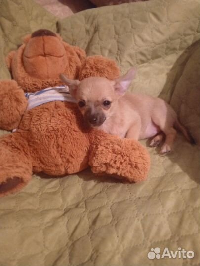 Чихуахуа мини