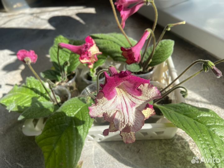 Меняю стрептокарпус