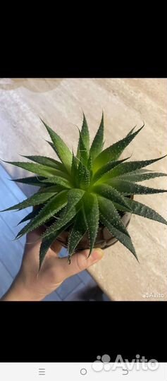 Суккуленты, хавортия, цветы