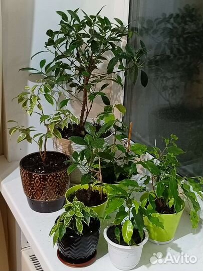 Домашние деревья Фикус