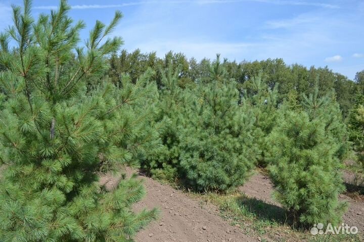 Сосна веймутова Pinus strobus