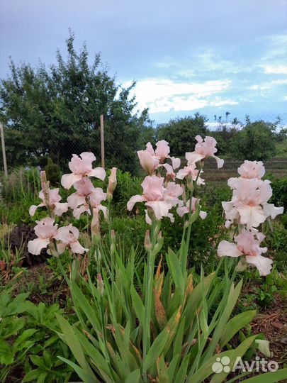 Ирис бородатый 