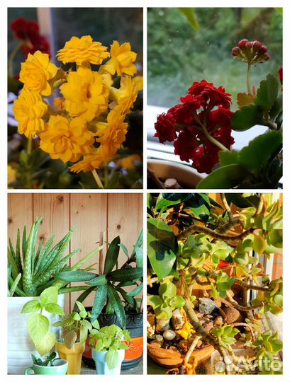 Каланхоэ толстянка каллизия