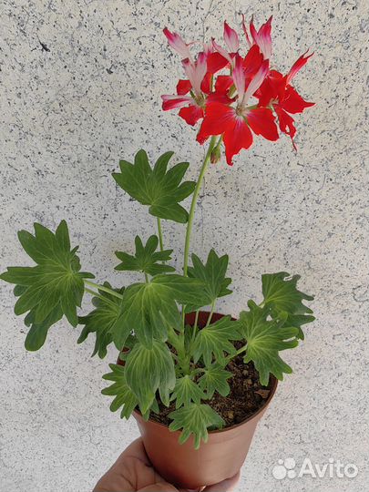 Герань пеларгония
