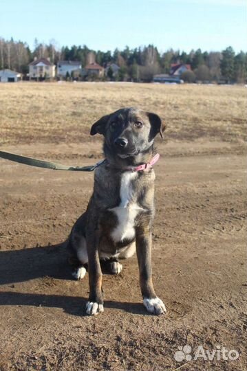 Метисы овчарки