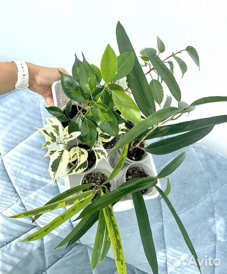 Фикусы, разные сорта