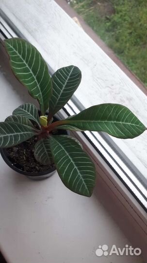 Молочай гребенчатый (беложилковый)