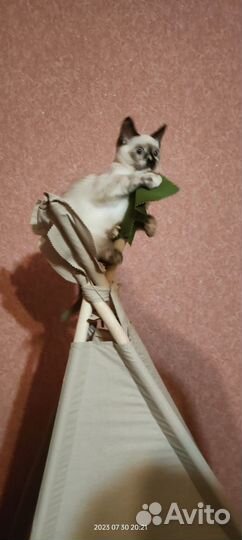Тайская кошка