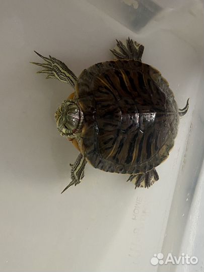 Красноухая черепаха