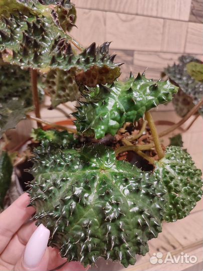 Бегония меланобулата