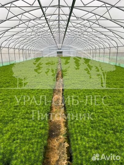 Лиственница Сибирская зкс сеянцы