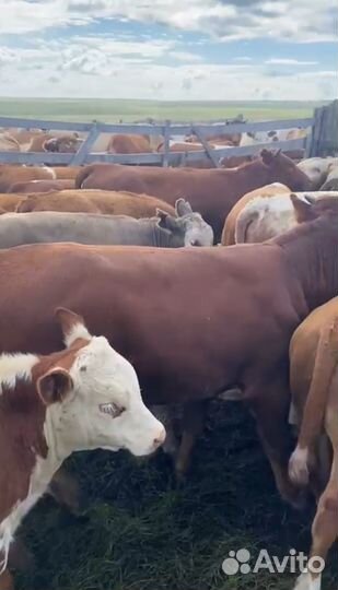 Бычки и Телки герефорд