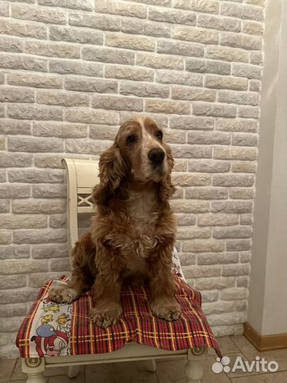 Кокер спаниель английский девочка для вязки