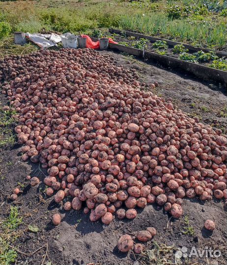 Картофель свежий урожай с доставкой