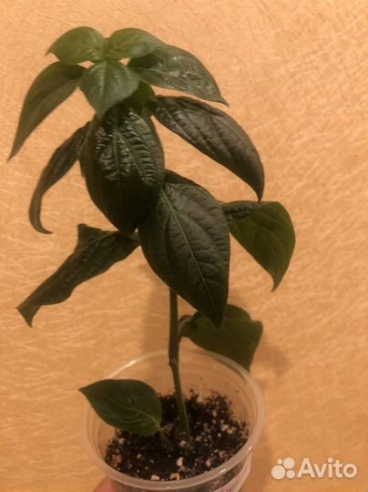 Барлерия голубая-редкое комнатное растение