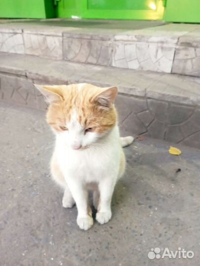 Умный хороший котик