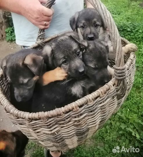 Щенки немецкой овчарки. Девочки