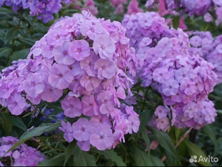 Флокс метельчатый