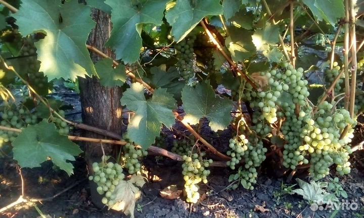 Саженцы винограда