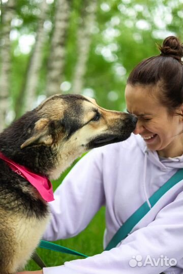 Собаки из приюта