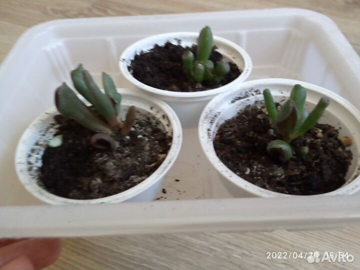 Толстянка хоббит