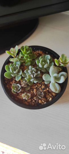 Кактусы и суккуленты