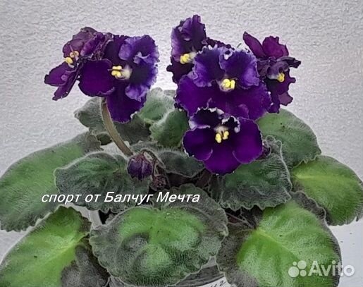 Фиалки мини